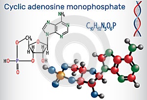 Cyclic adenosine monophosphate cAMP molecule, it is a derivati
