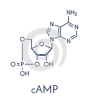 Cyclic adenosine monophosphate cAMP second messenger molecule. Plays role in intracellular signal transduction.