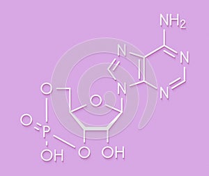 Cyclic adenosine monophosphate cAMP second messenger molecule. Plays role in intracellular signal transduction. Skeletal formula