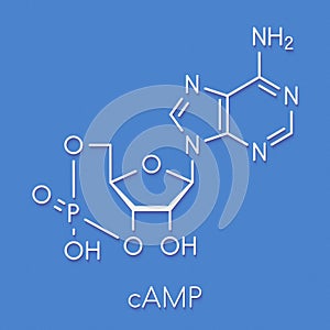 Cyclic adenosine monophosphate cAMP second messenger molecule. Plays role in intracellular signal transduction. Skeletal formula