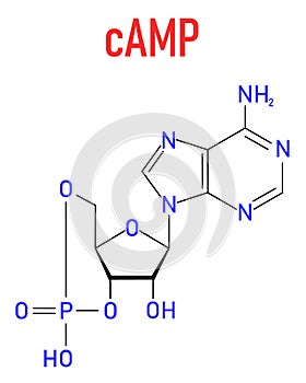 Cyclic adenosine monophosphate or cAMP second messenger molecule. Skeletal formula.