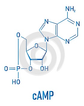 Cyclic adenosine monophosphate or cAMP second messenger molecule. Skeletal formula.