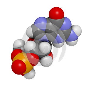 Cyclic guanosine monophosphate (cGMP) molecule. Important second messenger, produced by guanylate cyclase, broken down by