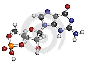 Cyclic guanosine monophosphate (cGMP) molecule. Important second messenger, produced by guanylate cyclase, broken down by