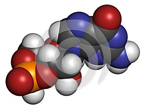 Cyclic guanosine monophosphate (cGMP) molecule. Important second messenger, produced by guanylate cyclase, broken down by