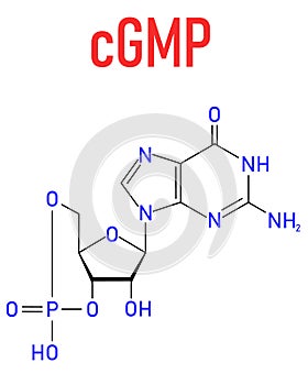 Cyclic guanosine monophosphate or cGMP molecule. Skeletal formula.