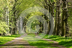 Cycling people on a bike path in beech lane of Corversbos forest, Hilversum, Netherlands