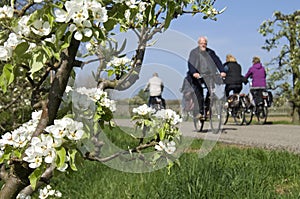 Cycling people and blossom trees, Betuwe.
