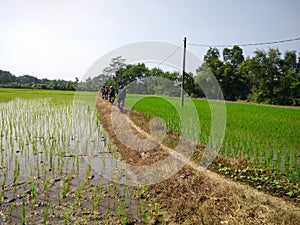 Cycling in the rice fields