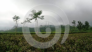 Cycling in the tea fields