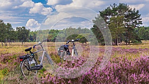 Cycling thorugh blooming heather Veluwe Netherlands