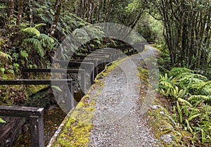 Cycling track in New Zealand rainforest alongside old water canal