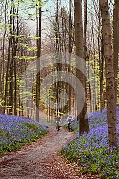 Cycling in the woods