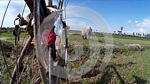 A cyclist in Asia wheels his bike through empty paddy fields towards a water buffalo in Asia