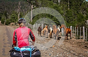 Cyclist chasing wild horses