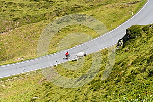 Cyclist with cow