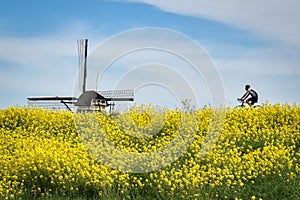 A cyclist is enjoying the dutch landscape with windmill and fields of rapeseed