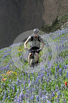 Cyclist in flowering meadow