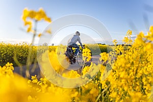 Cyclist riding next to canola fields