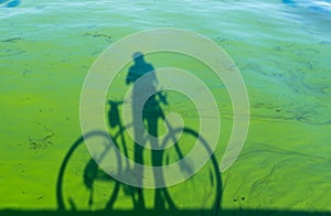 Cyclist shadow with bicycle standing against river covered with  green slush of cyanobacterias