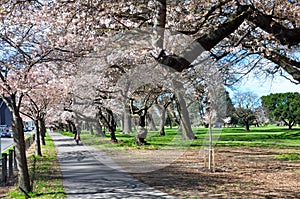 Cyclist in Springtime Cherry Blossom Avenue