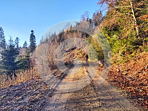 Cyklista v lese v prírode počas leta alebo jesene.