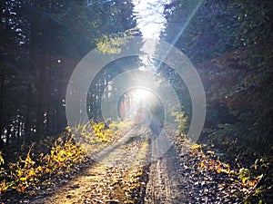 Cyclist in the woods in the nature during summer or autumn.