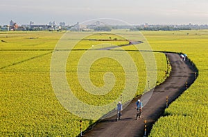 Cyclists on a country road winding through golden rice fields in Ilan Yilan Taiwan