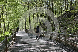 Cyclists on the forest trail - a family trip on bikes in lush green nature