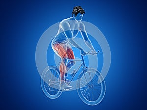 a cyclists muscles