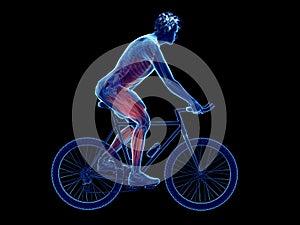 a cyclists muscles