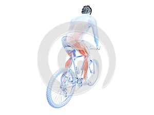 a cyclists muscles