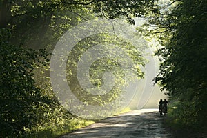 Cyklisti jazda krajiny cesty cez jar les na súmrak po dažďové zrážky nastavenie slnko dub listy na z 