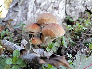   který je běžně známý jako topol houba kaštan houba nebo samet 