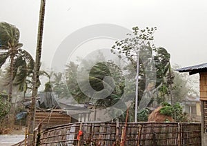 Cyclone strom winds palm trees, thunderstorm India, Assam, photo