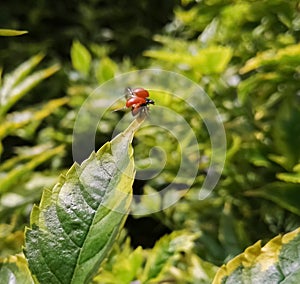 Cycloneda sanguinea, orange ladybug or ladybird beetle with no spots. Takeoff.