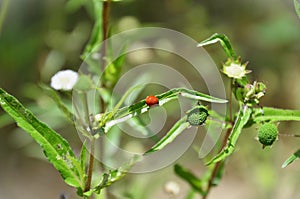 A Cycloneda sanguinea standing on the branch of the plant