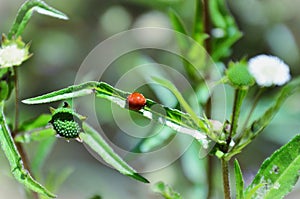 A Cycloneda sanguinea walking on the branch of the plant