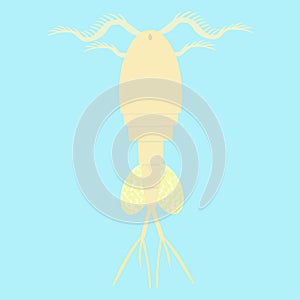 Cyclop -water flea - small planktonic animal photo