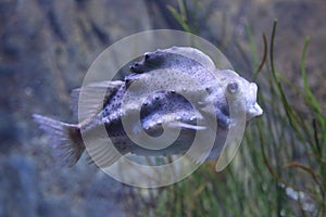 Cyclopterus lumpus Cyclopterus lumpus