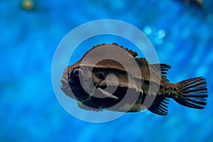 Cyclopterus lumpus or lumpsucker. Black fish, close-up.