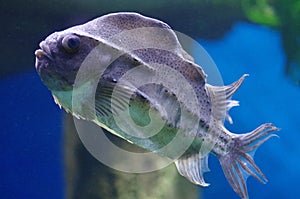 Cyclopterus lumpus, the lumpsucker or lumpfish