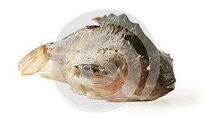 Cyclopterus lumpus,pinagor