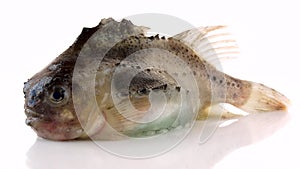 Cyclopterus lumpus,pinagor