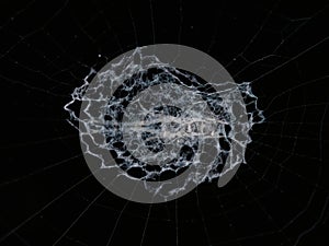 Cyclosa genus of spider on the web nest