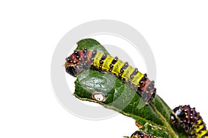 Cyclosia panthona caterpillars photo
