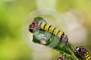 Cyclosia panthona caterpillars photo