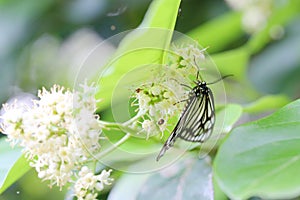 A Cyclosia papilionaris is searching for nectar.