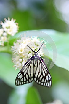 A Cyclosia papilionaris is sucking on nectar