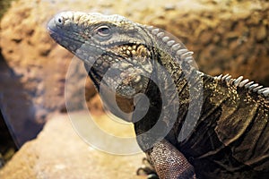 Cyclura nubila